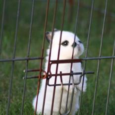 Kanin Diesel (Hermelin)