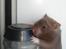 Hamster Simses Hyben