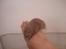 Hamster Tusse´s Houston