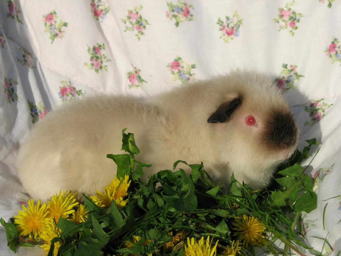 Marsvin Kathi billede 6