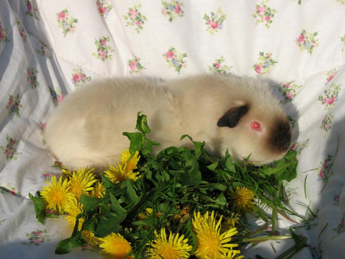 Marsvin Kathi billede 7