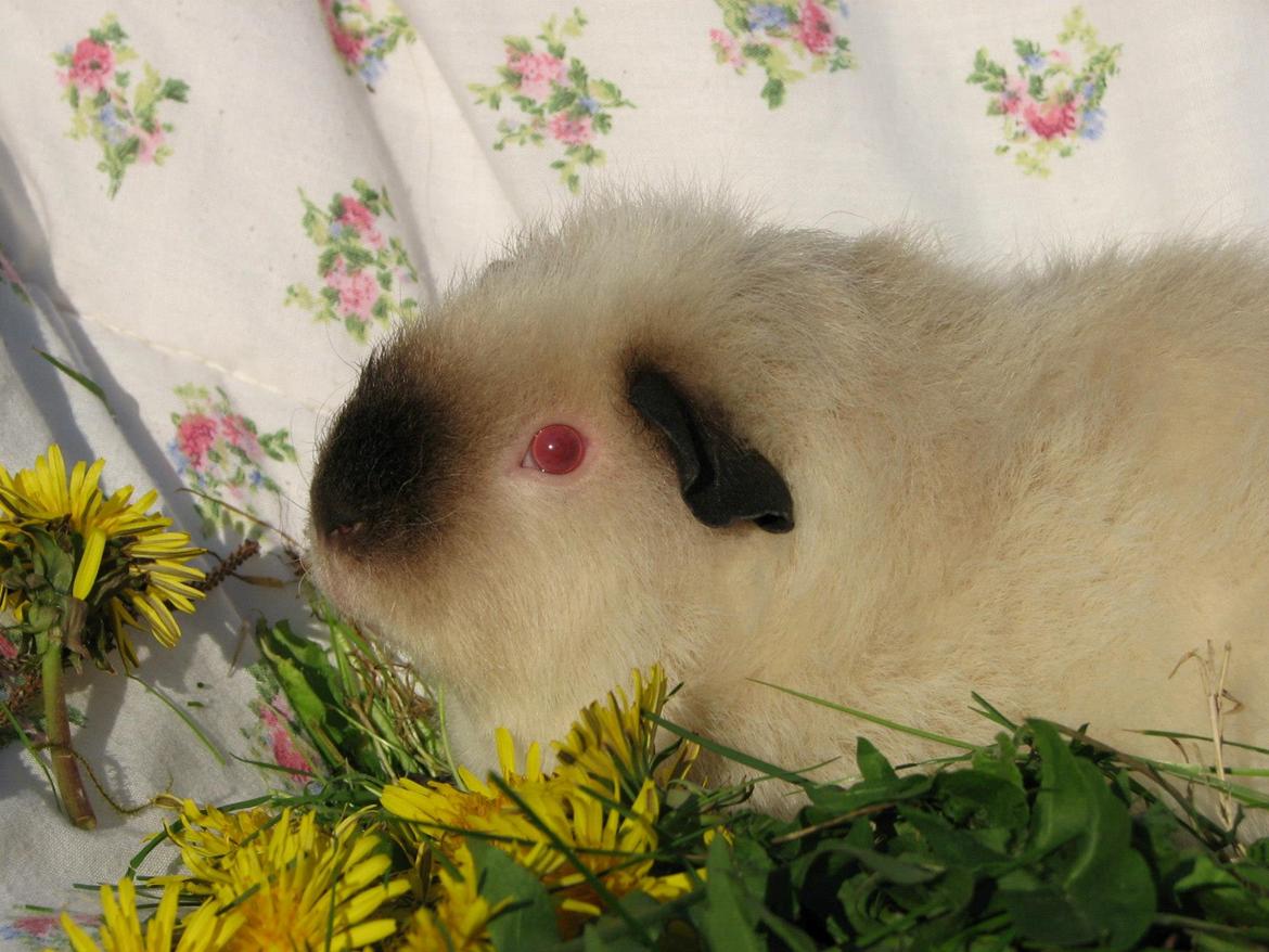 Marsvin Kathi billede 8