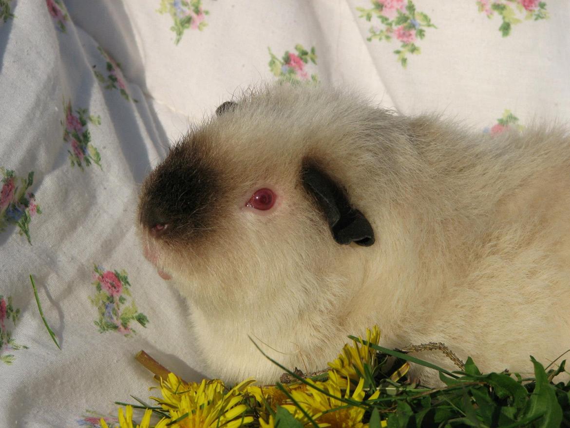 Marsvin Kathi billede 9