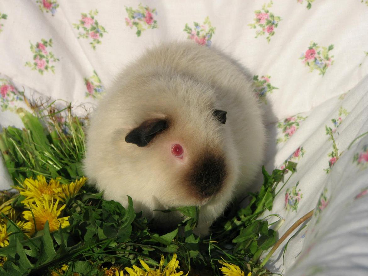 Marsvin Kathi billede 10