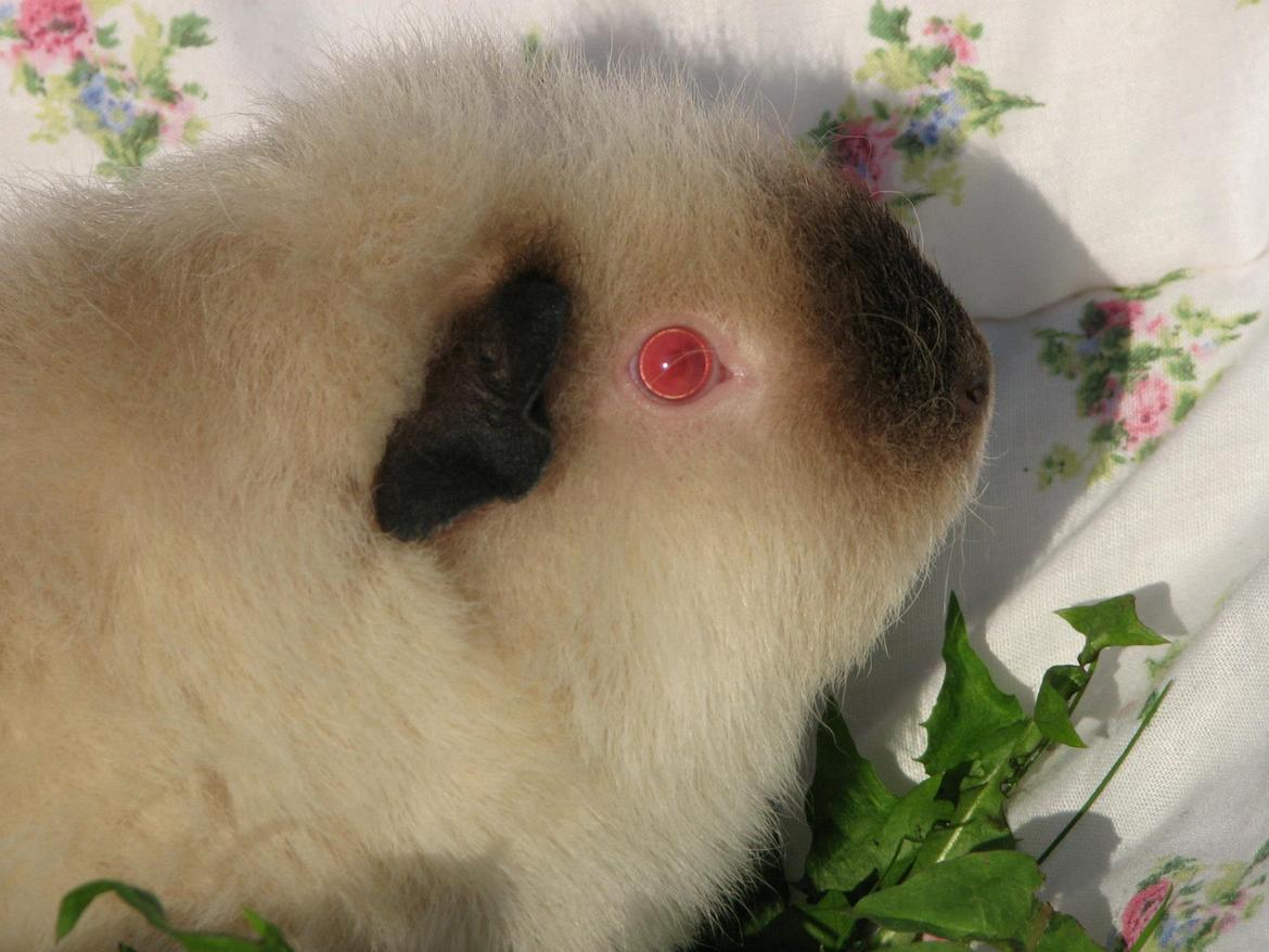 Marsvin Kathi billede 12