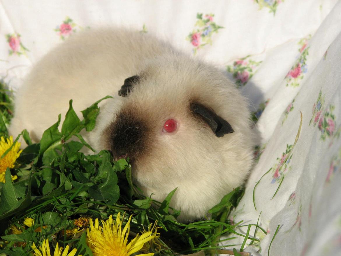 Marsvin Kathi billede 13