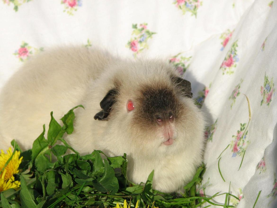 Marsvin Kathi billede 14