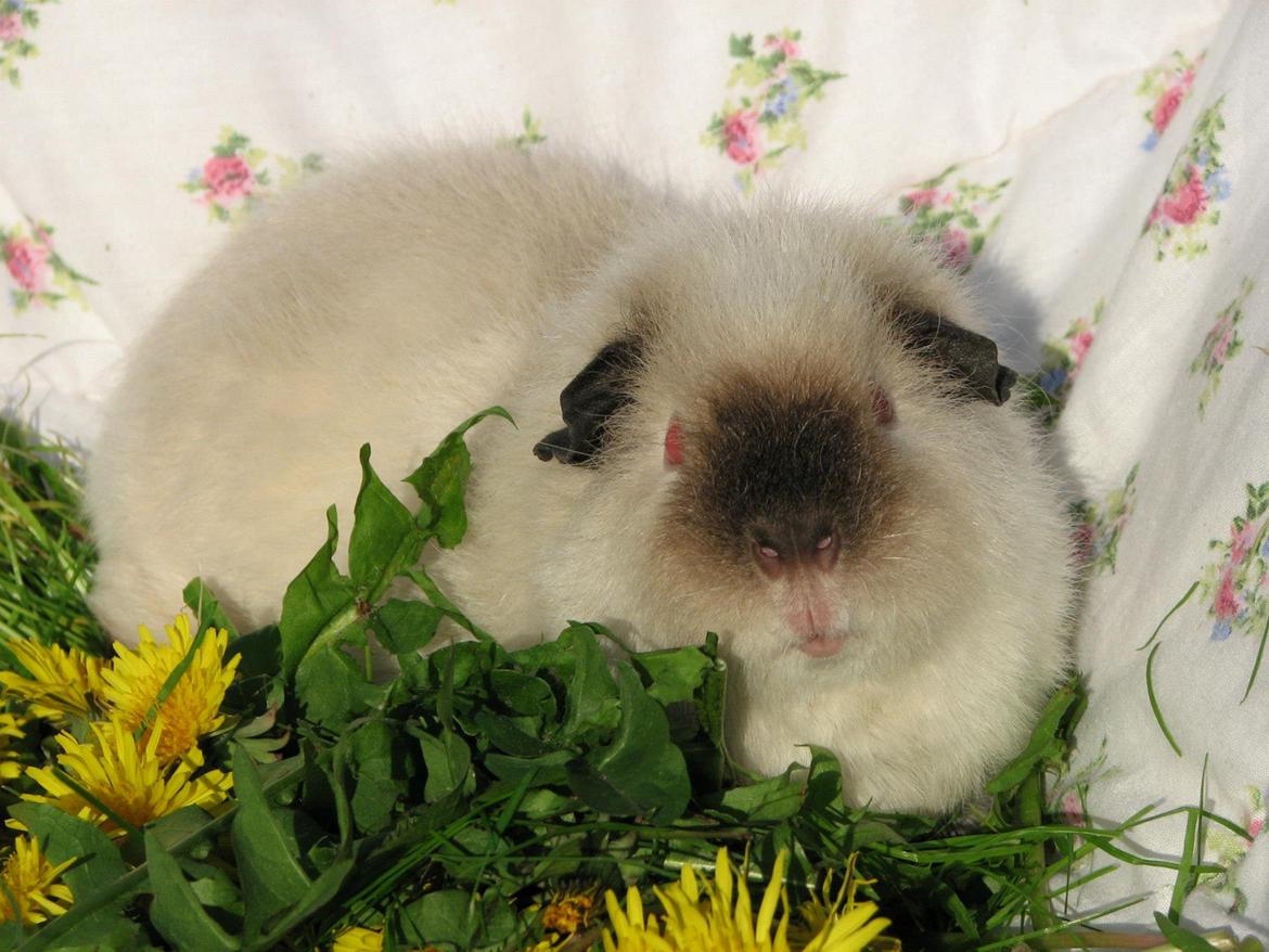 Marsvin Kathi billede 16