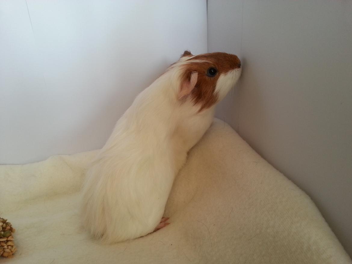 Marsvin Smuksak billede 2