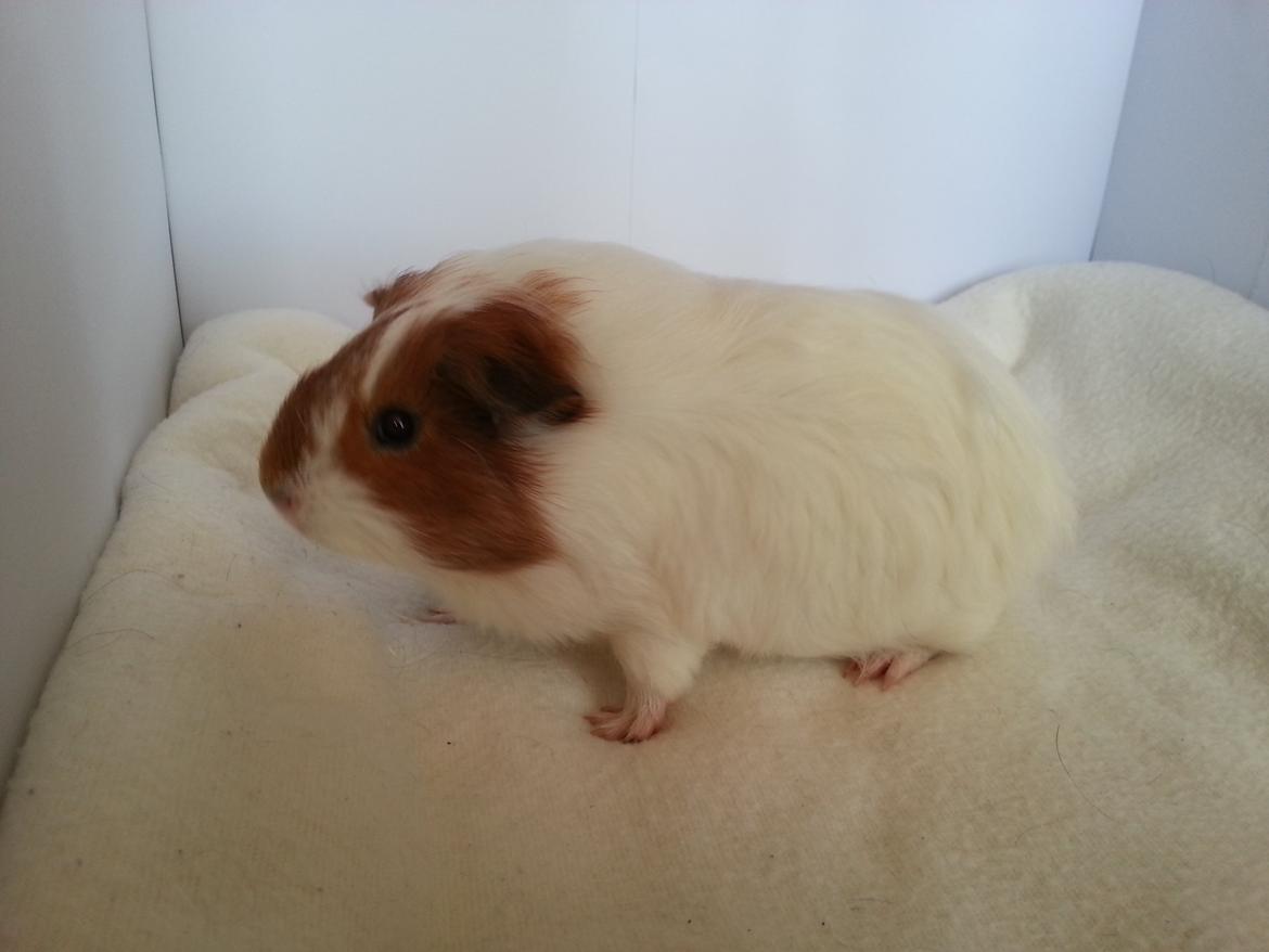 Marsvin Smuksak billede 3
