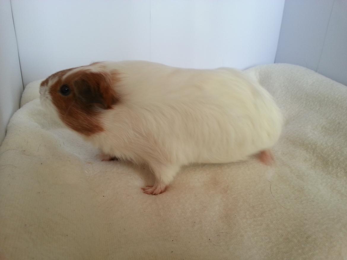 Marsvin Smuksak billede 8