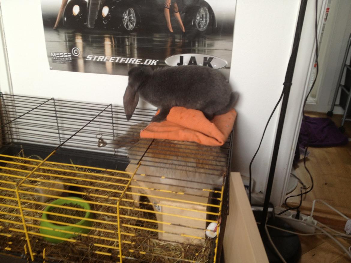 Kanin Molli Flyttet med min X :-(   D, 12/4 14 billede 16