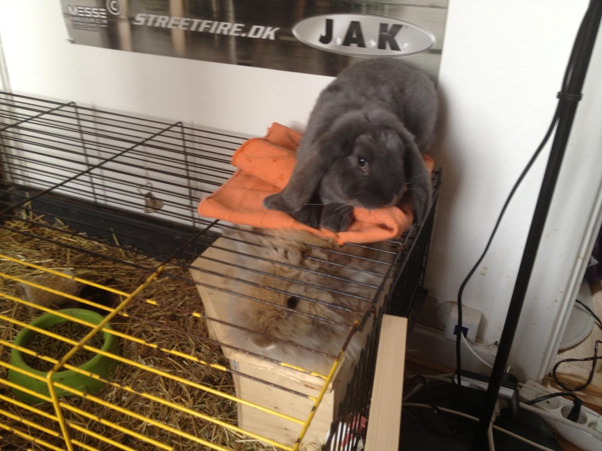 Kanin Molli Flyttet med min X :-(   D, 12/4 14 billede 17