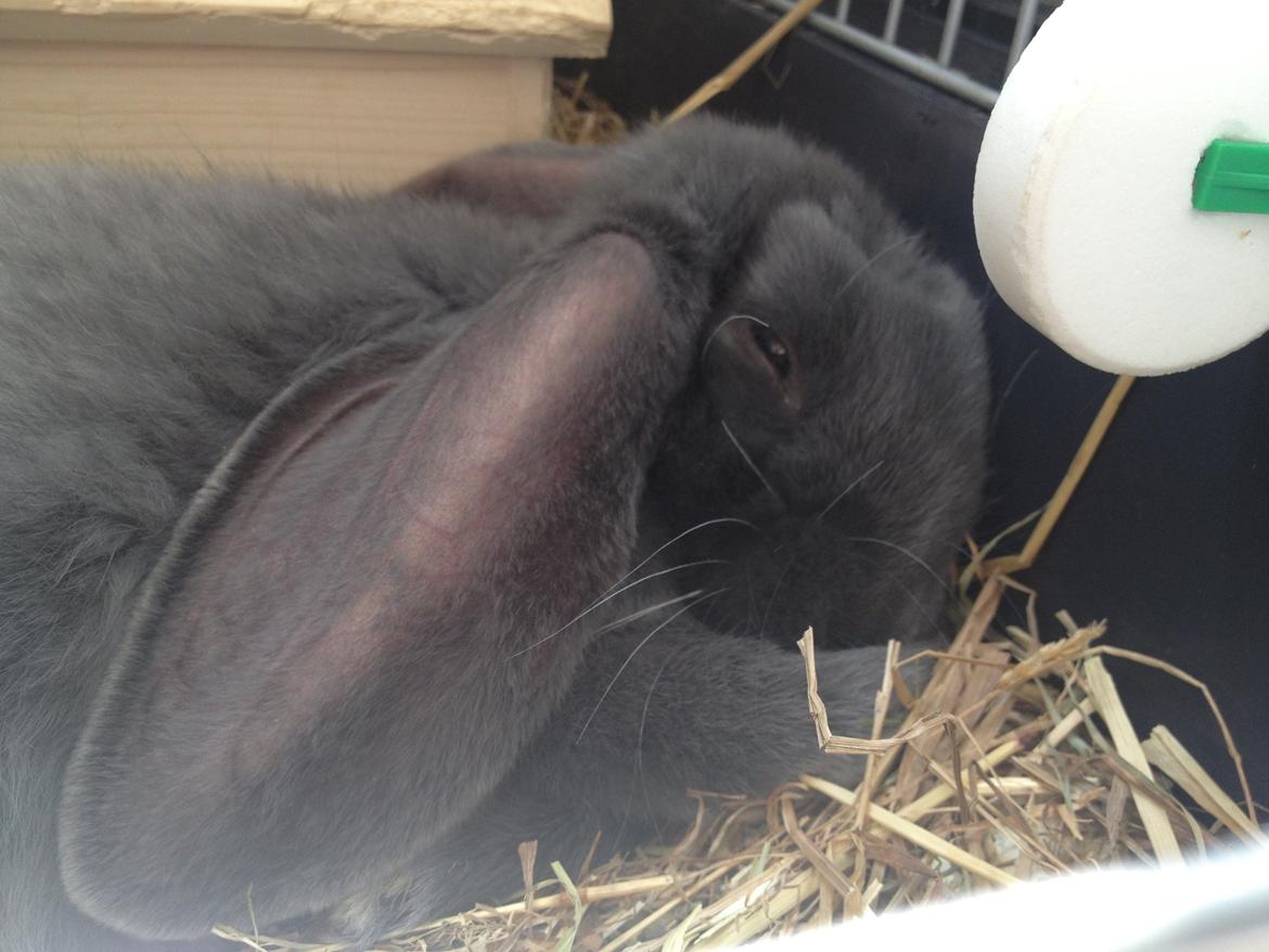 Kanin Molli Flyttet med min X :-(   D, 12/4 14 billede 18