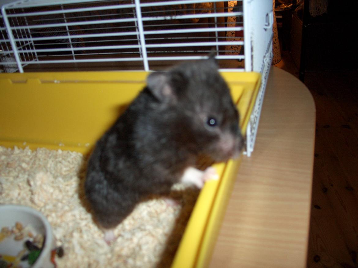 Hamster Freya *Guldhamster* billede 3