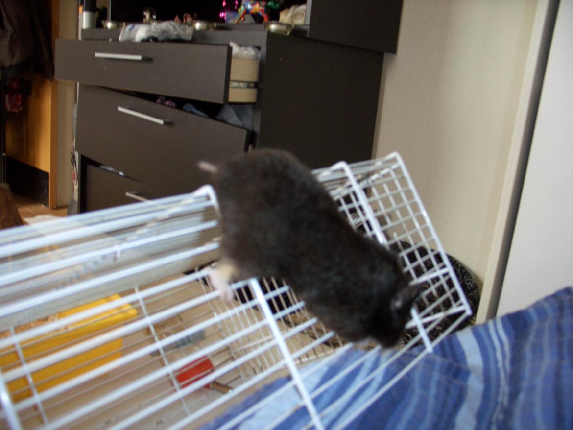 Hamster Freya *Guldhamster* billede 4