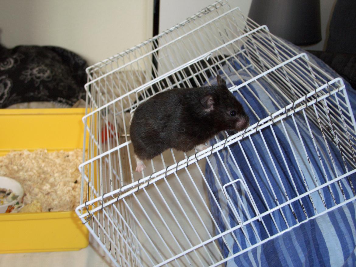 Hamster Freya *Guldhamster* billede 11