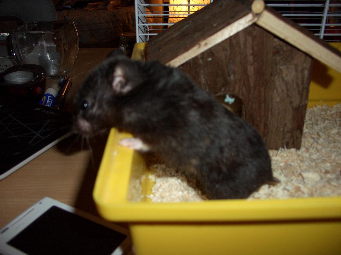 Hamster Freya *Guldhamster* billede 14