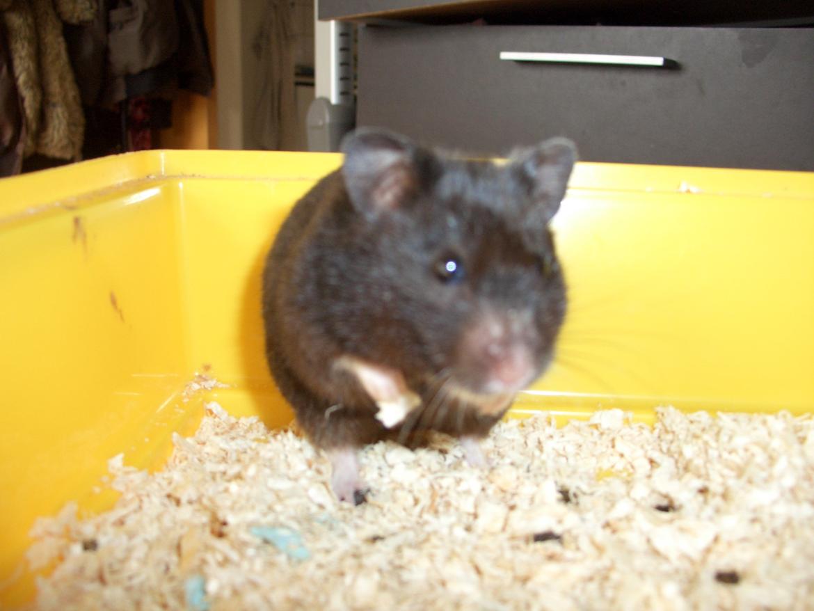 Hamster Freya *Guldhamster* billede 17