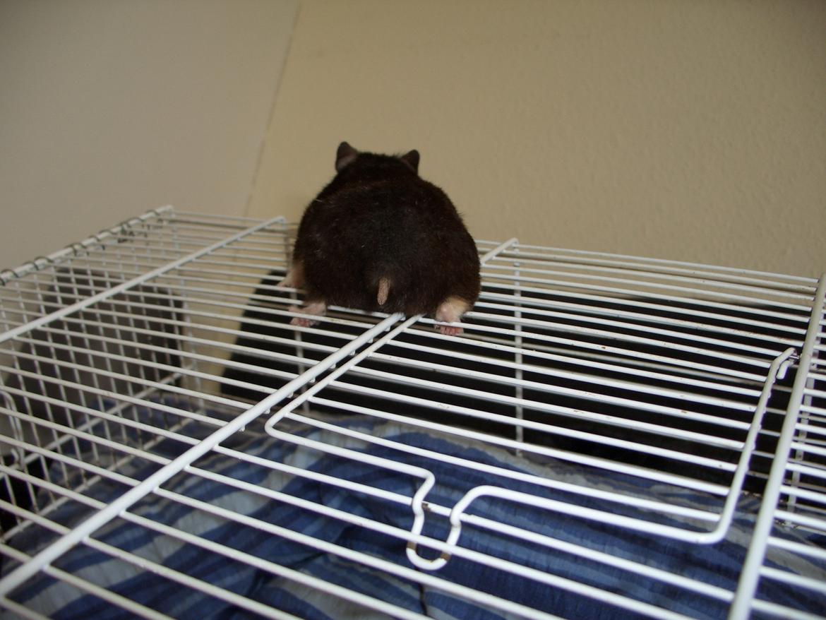 Hamster Freya *Guldhamster* billede 19