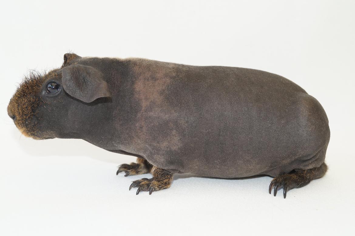 Marsvin Flintstones Mulder billede 1