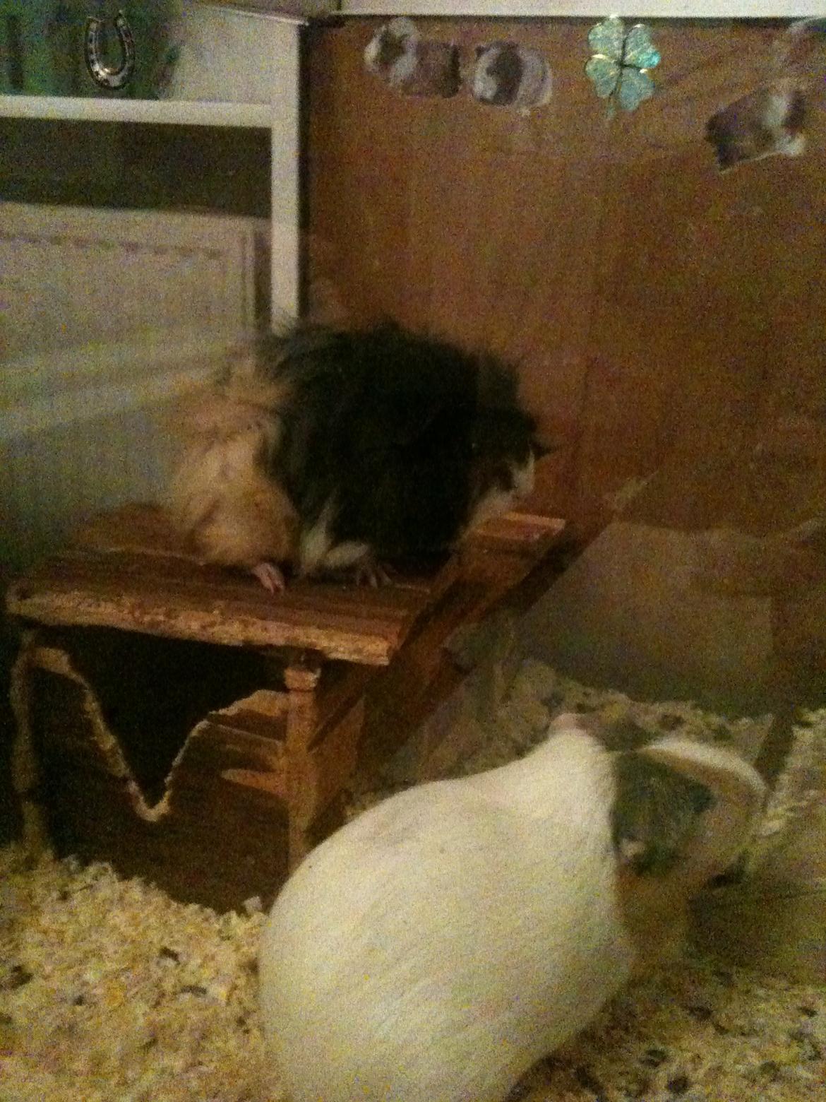 Marsvin Søndergaards Coco Channel - hun er begyndt hele tiden at gå derop <3 billede 12