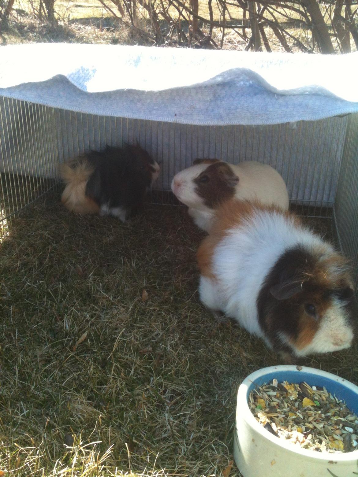 Marsvin Søndergaards Coco Channel - ude på græsset for første gang:) billede 13