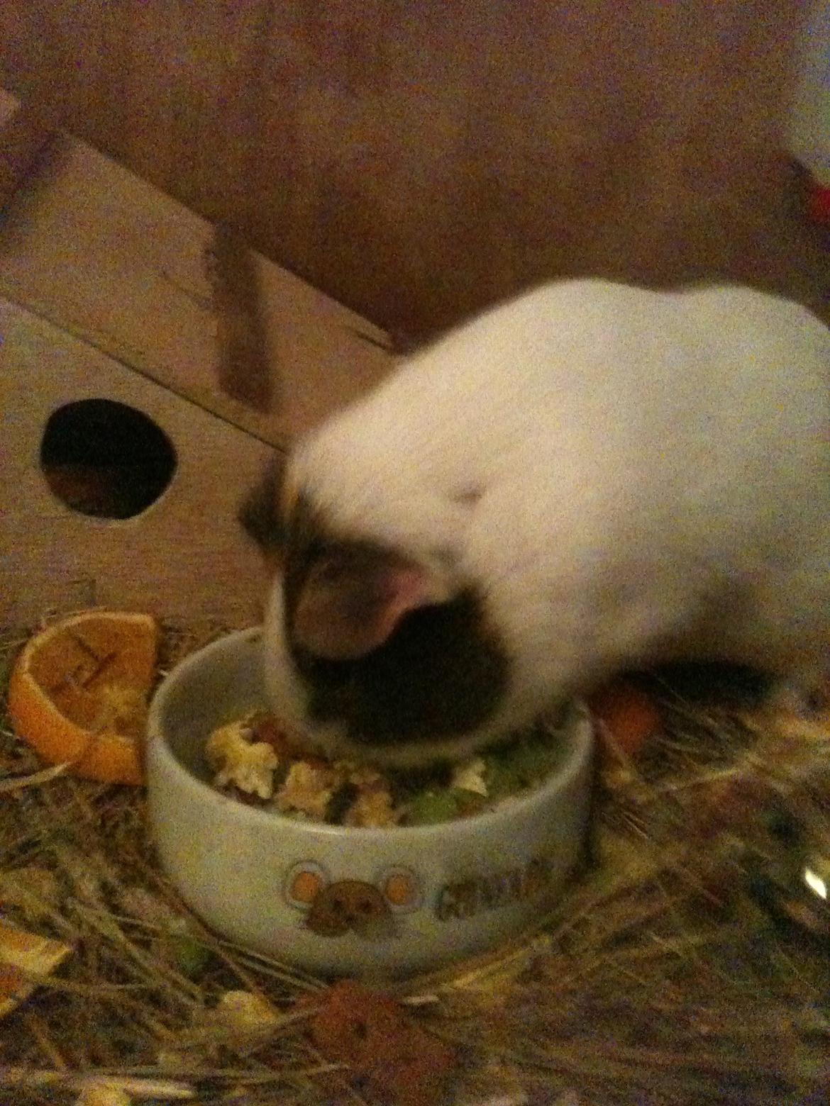 Marsvin Bluebells Anya billede 12