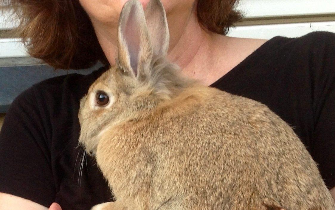 Kanin Daisy R.I.P (himmelgnaver) - Farvel..... billede 8