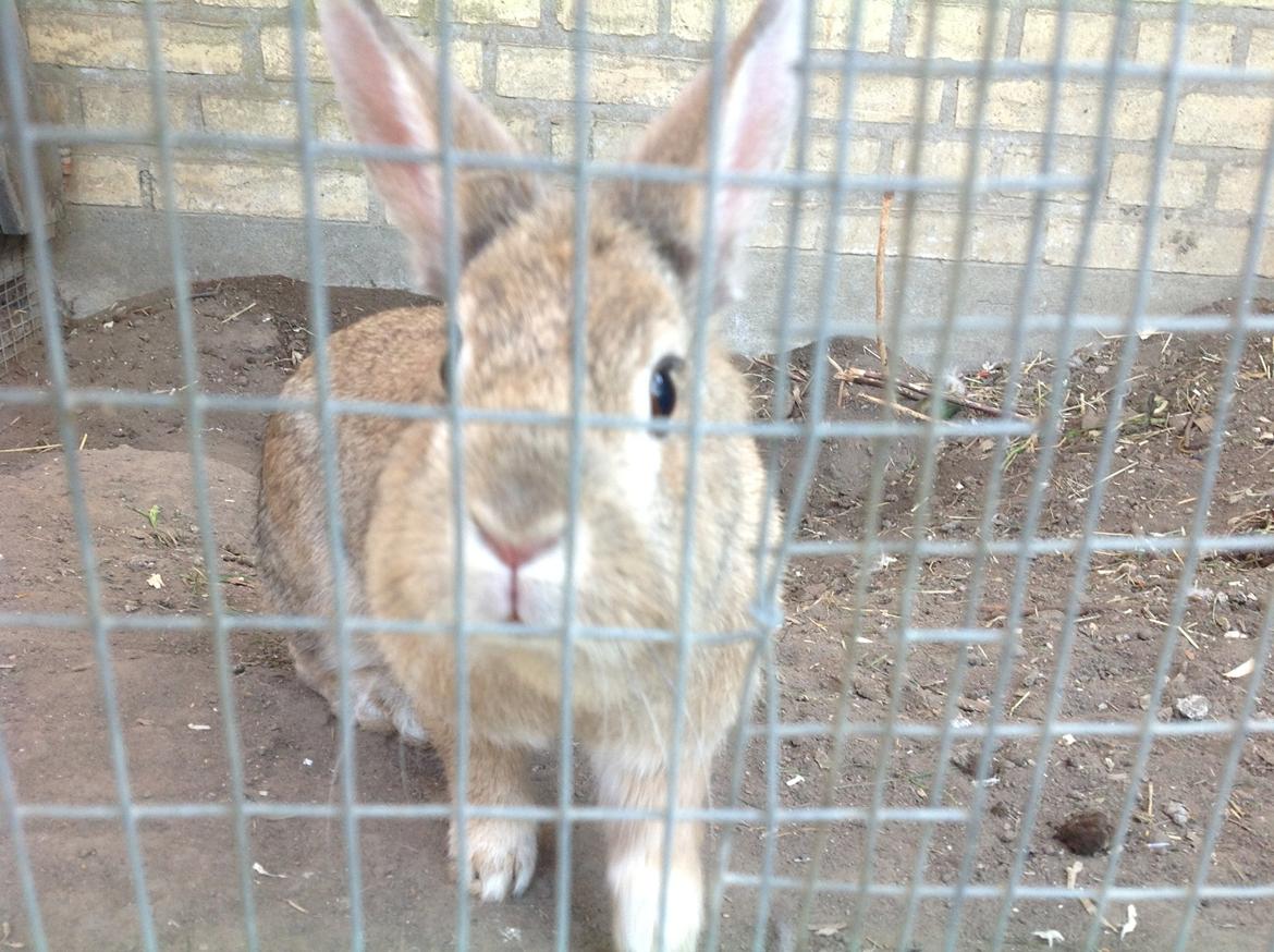 Kanin Daisy R.I.P (himmelgnaver) - Hej, og velkommen til min profil. billede 1