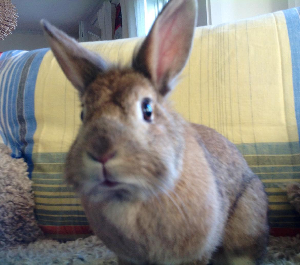 Kanin Daisy R.I.P (himmelgnaver) - Indenfor i sofaen. billede 2