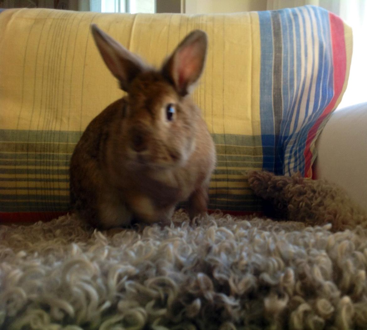 Kanin Daisy R.I.P (himmelgnaver) billede 3