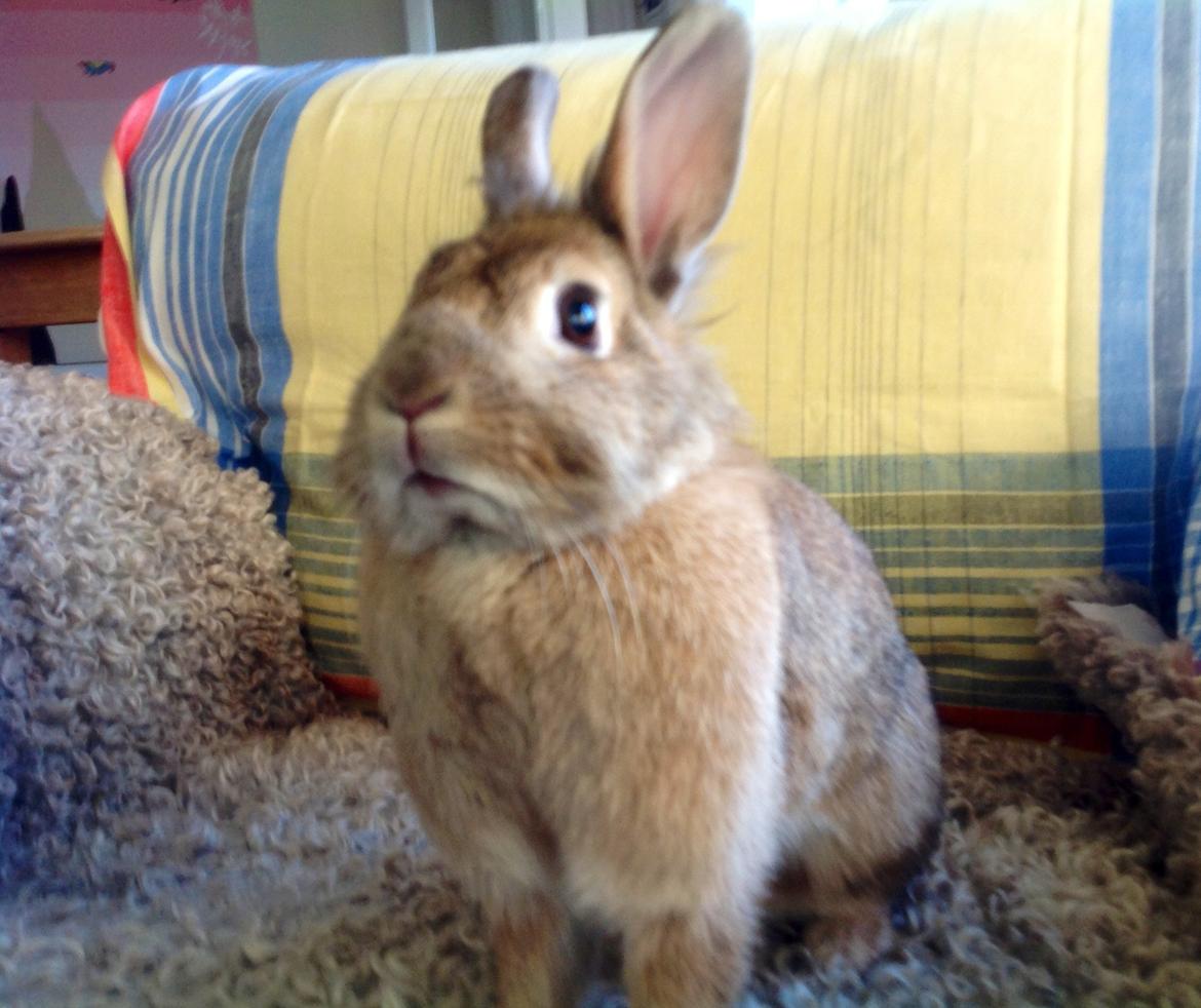 Kanin Daisy R.I.P (himmelgnaver) - her bestemmer jeg! billede 4