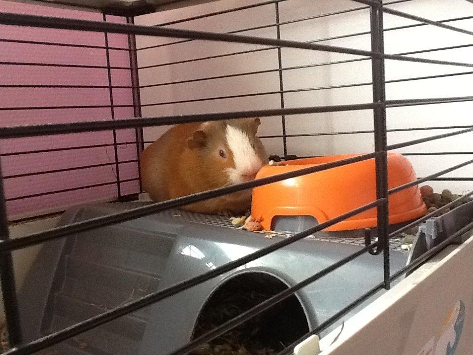 Marsvin PallePjuske billede 8