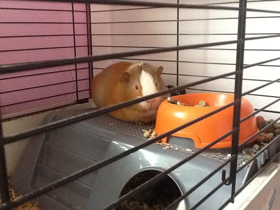 Marsvin PallePjuske billede 7