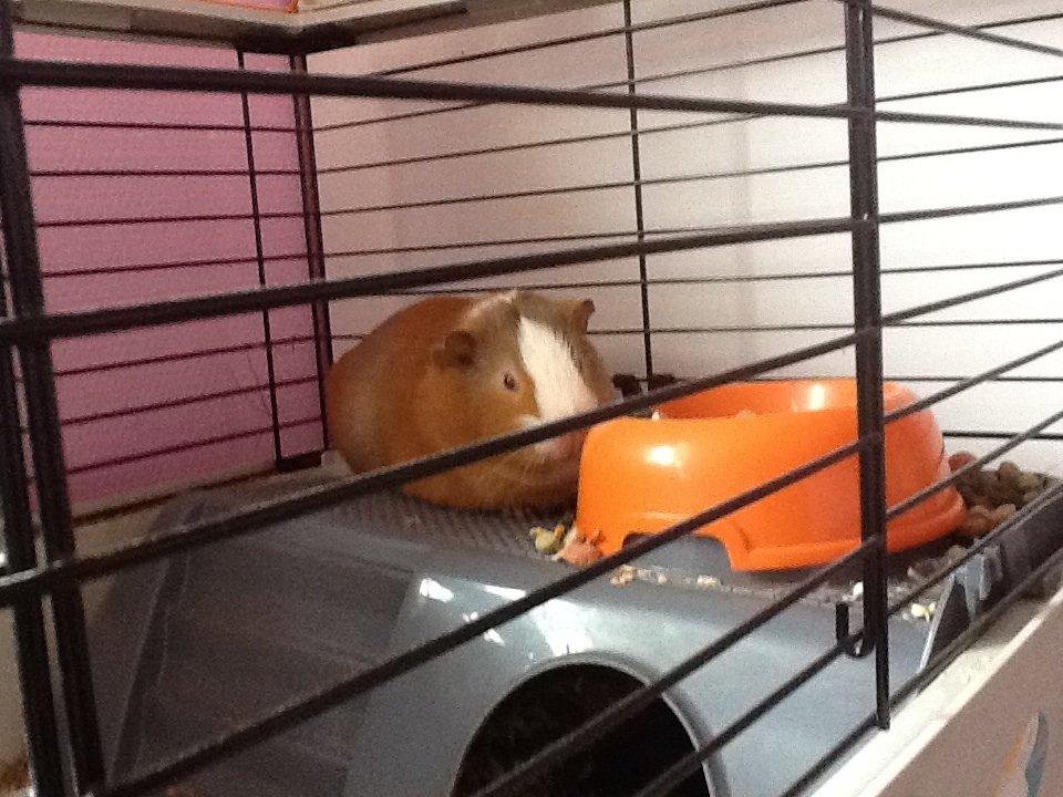 Marsvin PallePjuske billede 10