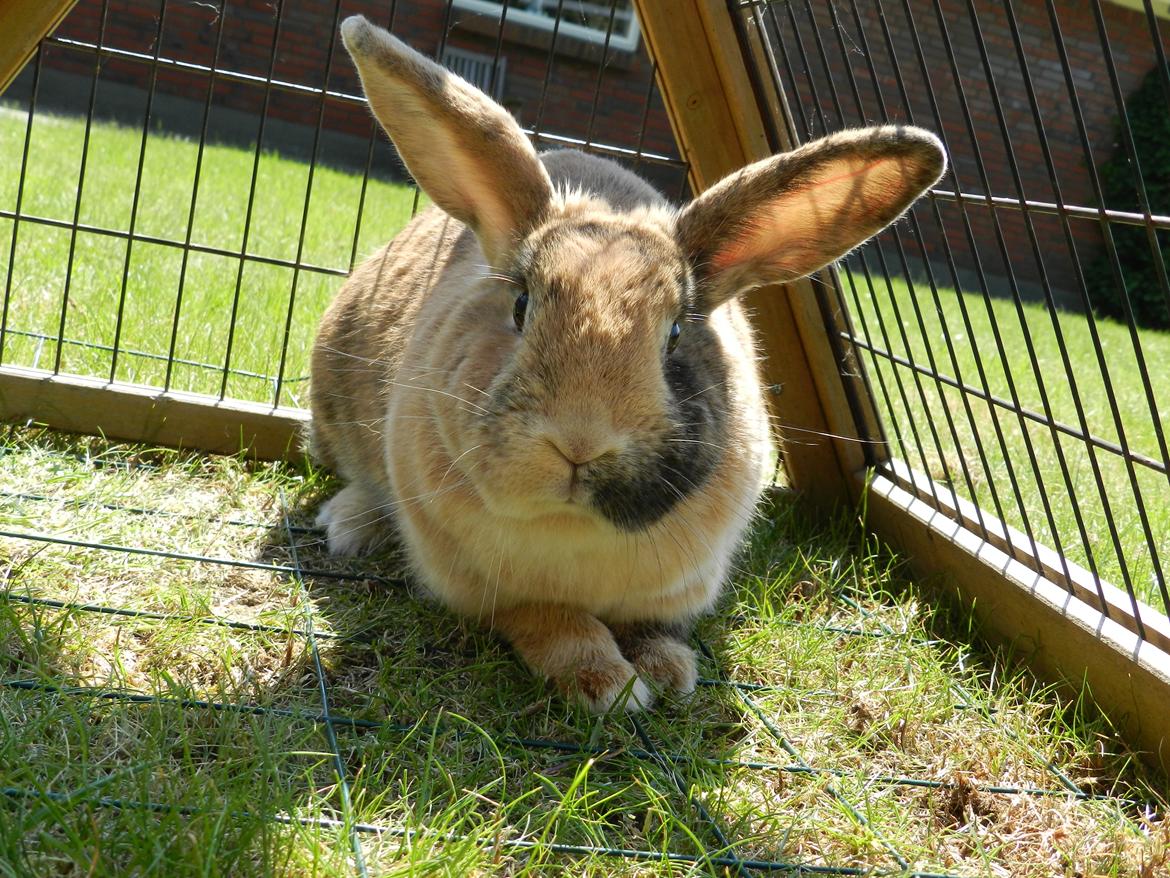 Kanin Anijo´s Silke - Udenfor :) billede 2