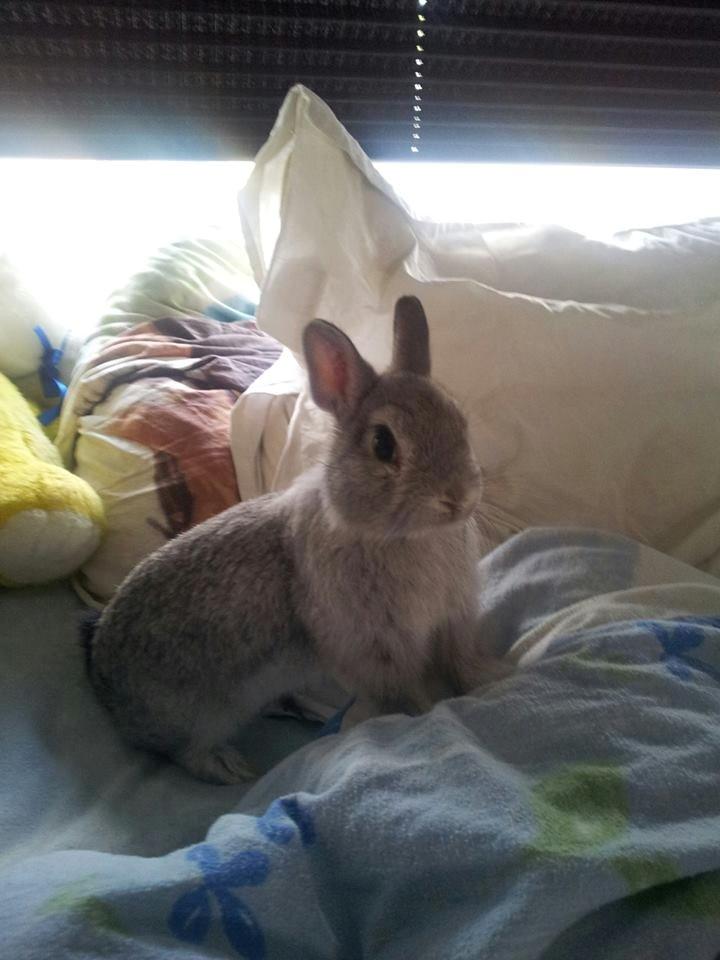 Kanin Ahrenkiels Ninka - ninka i min seng ;) ca 10 uger <3 billede 3