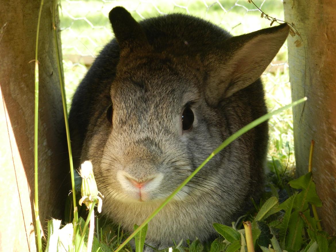 Kanin Sindre billede 2