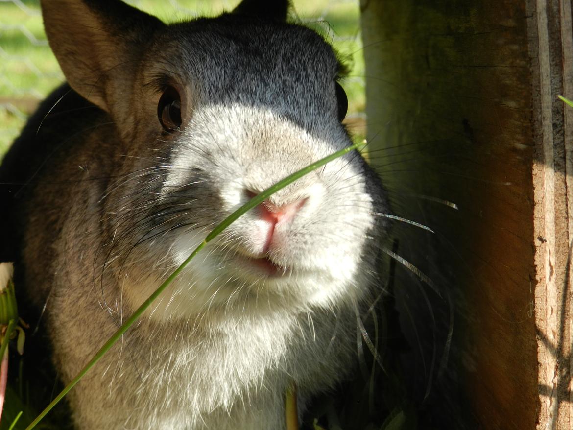 Kanin Sindre billede 1