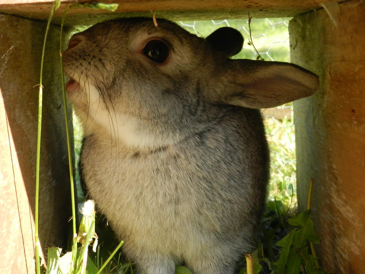 Kanin Sindre billede 3