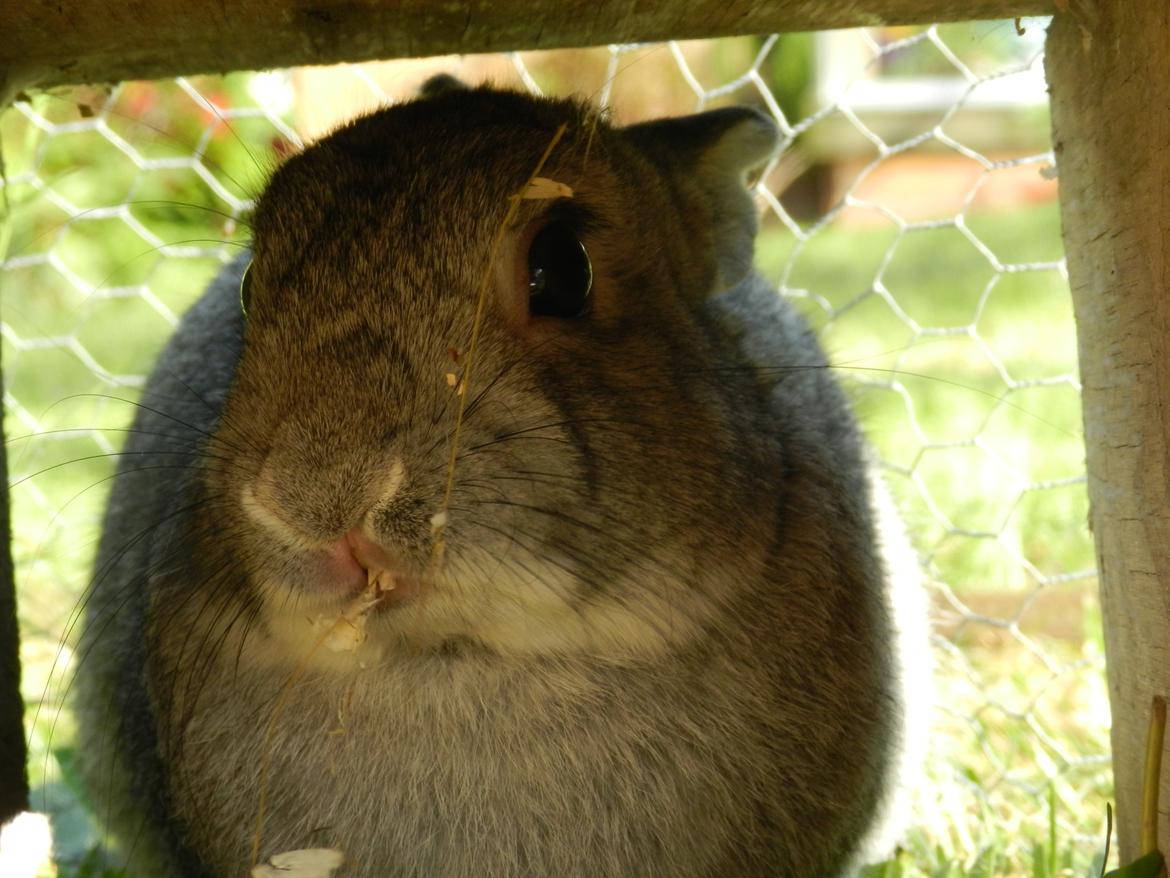 Kanin Sindre billede 4