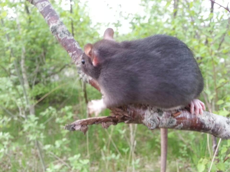 Tamrotte Baby Black Bear billede 2
