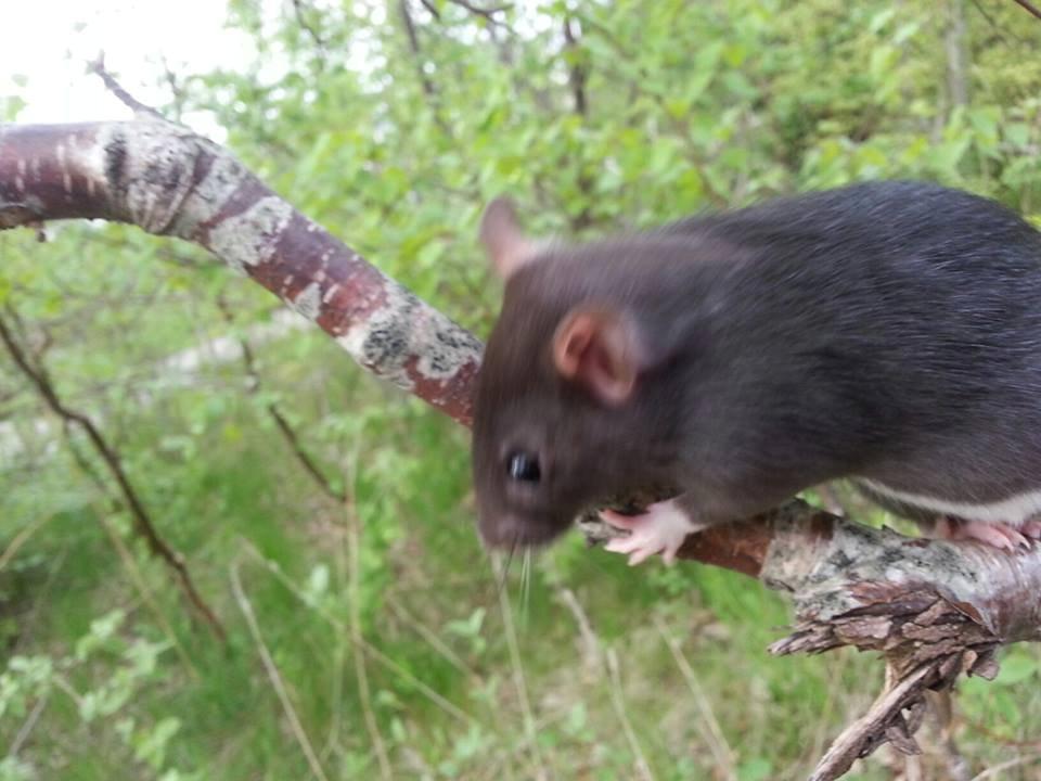 Tamrotte Baby Black Bear billede 3