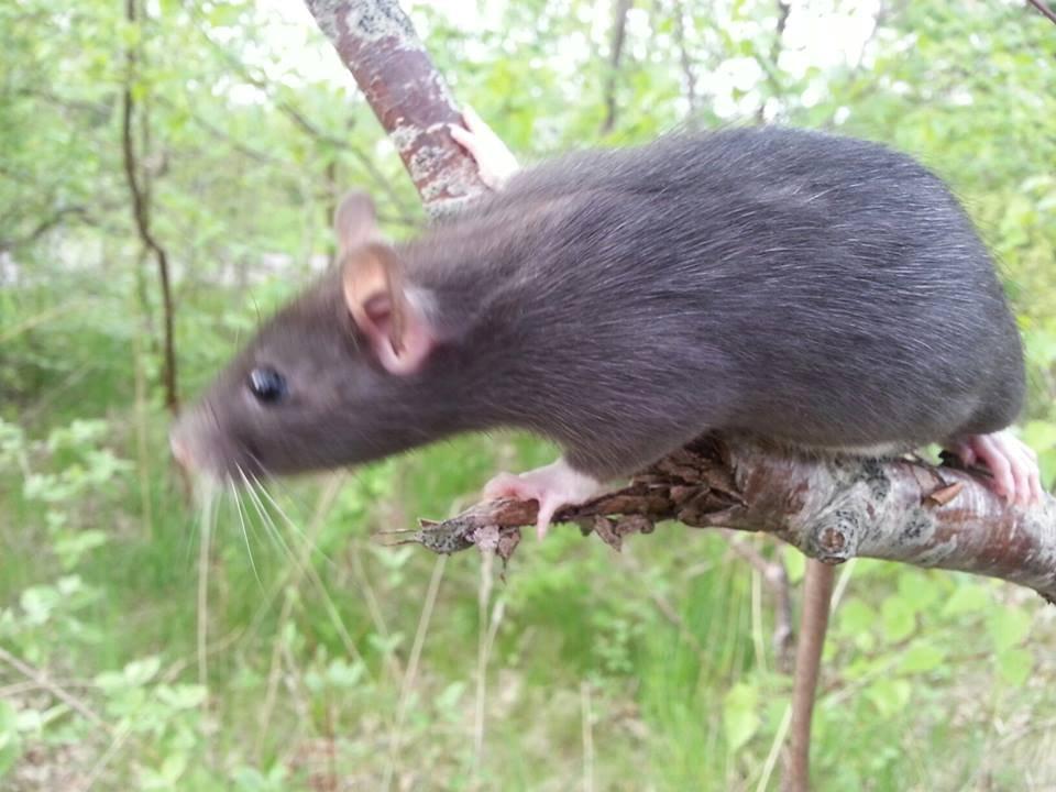 Tamrotte Baby Black Bear billede 4