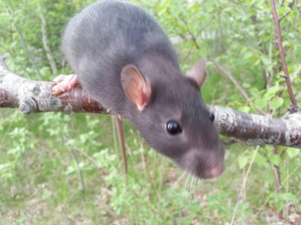 Tamrotte Baby Black Bear billede 5