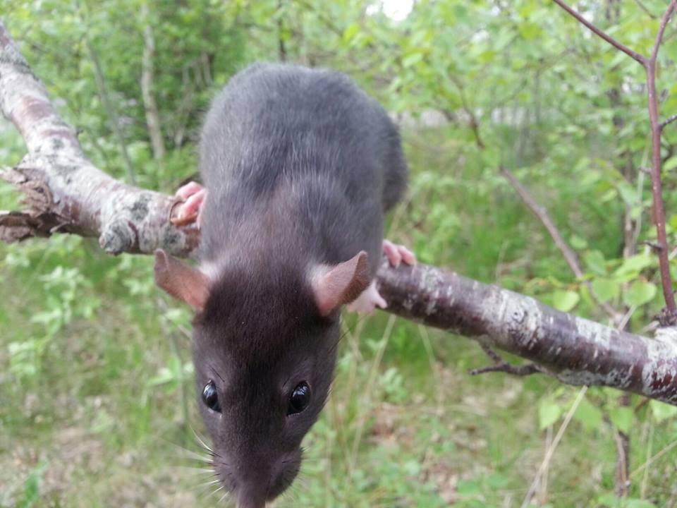 Tamrotte Baby Black Bear billede 6