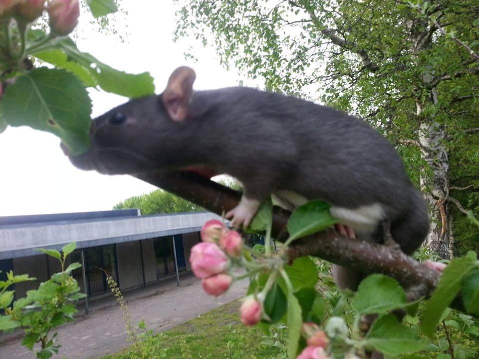 Tamrotte Baby Black Bear billede 8