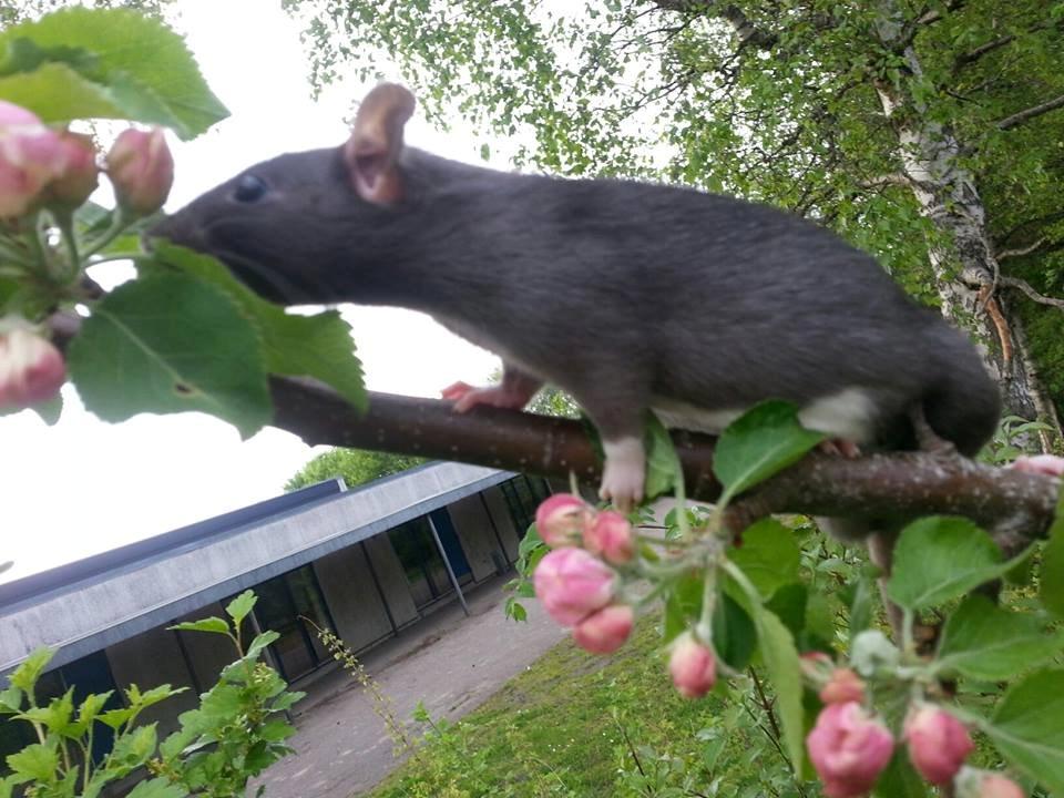 Tamrotte Baby Black Bear billede 9
