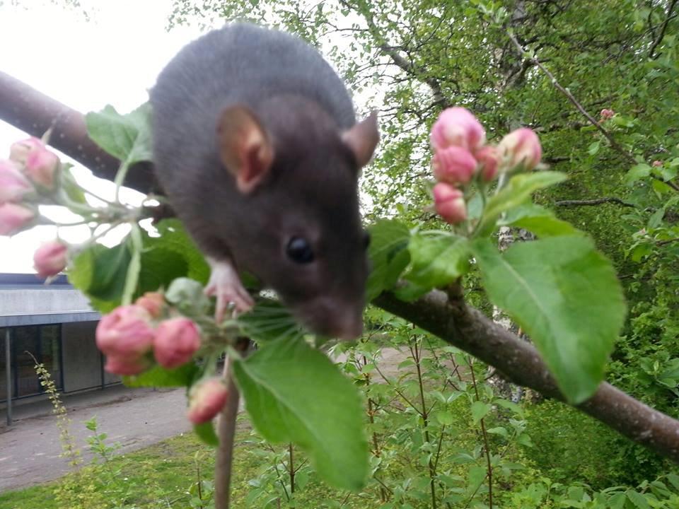 Tamrotte Baby Black Bear billede 10